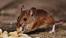 24 Hour & Emergency Exterminators in Vineyard Haven, MA